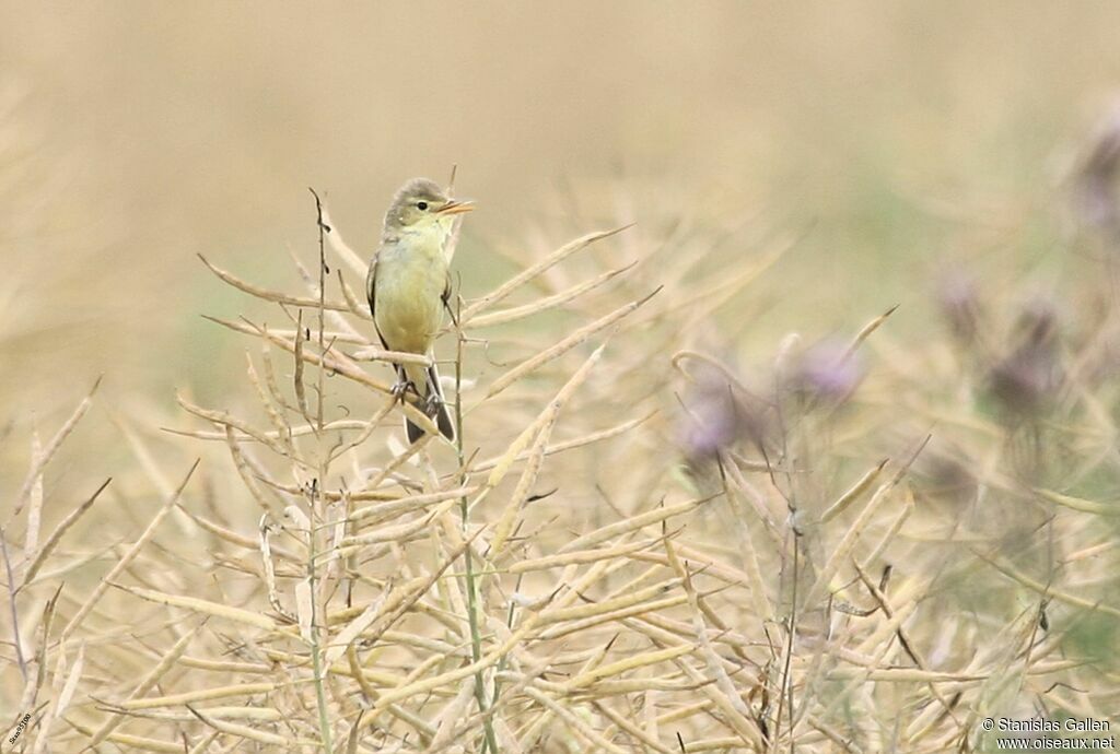 Melodious Warbler male adult, song