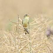 Melodious Warbler