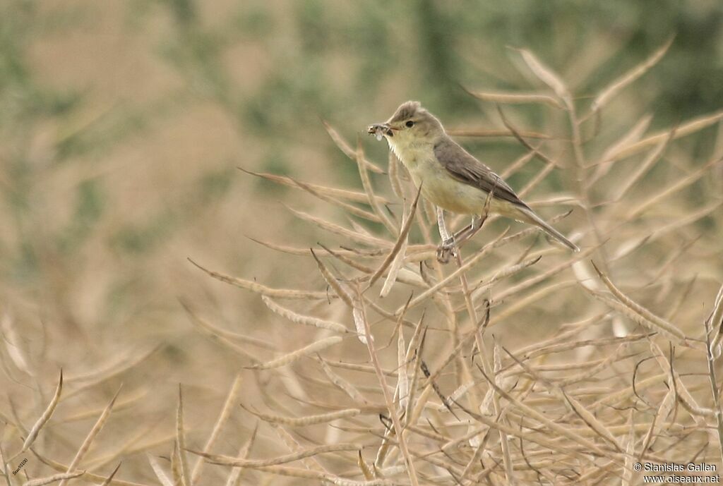 Melodious Warbler male adult