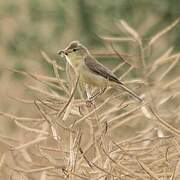 Melodious Warbler