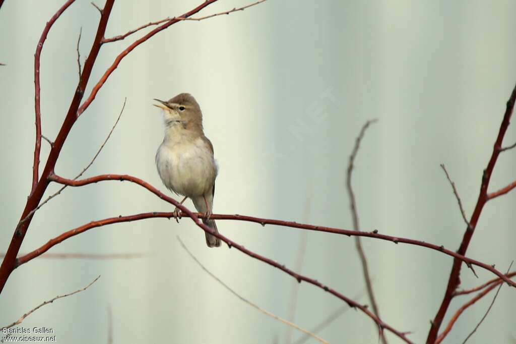 Sykes's Warbler male adult breeding, courting display, song