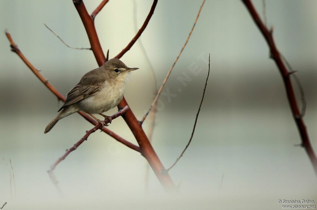 Sykes's Warbleradult breeding