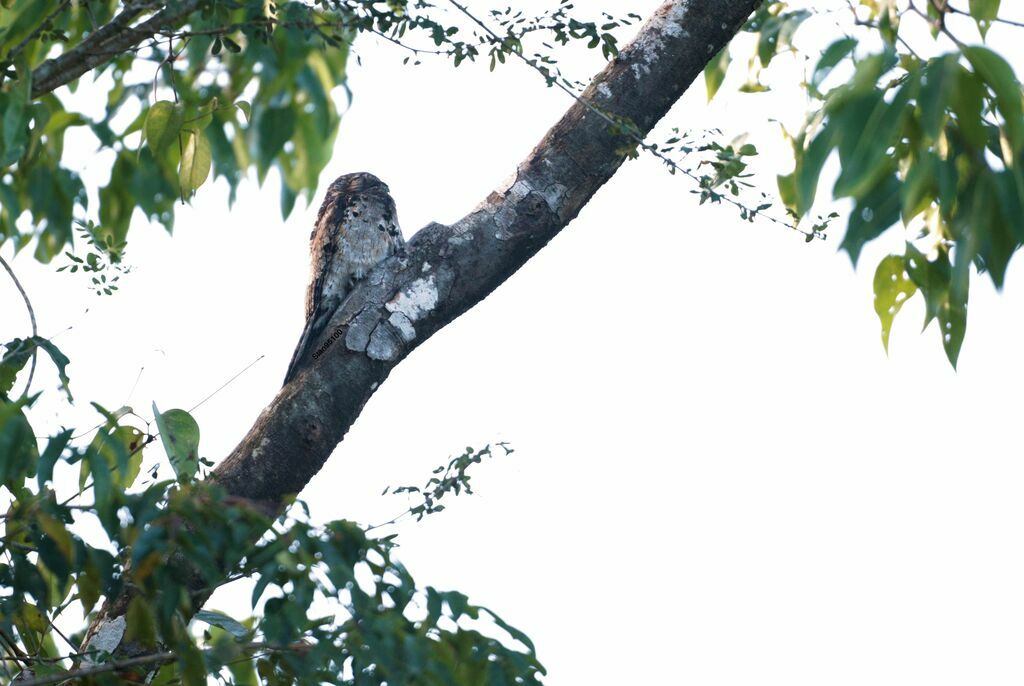 Common Potoo, close-up portrait