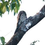 Common Potoo