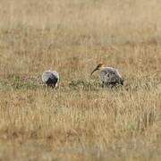 Black-faced Ibis