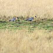 Black-faced Ibis