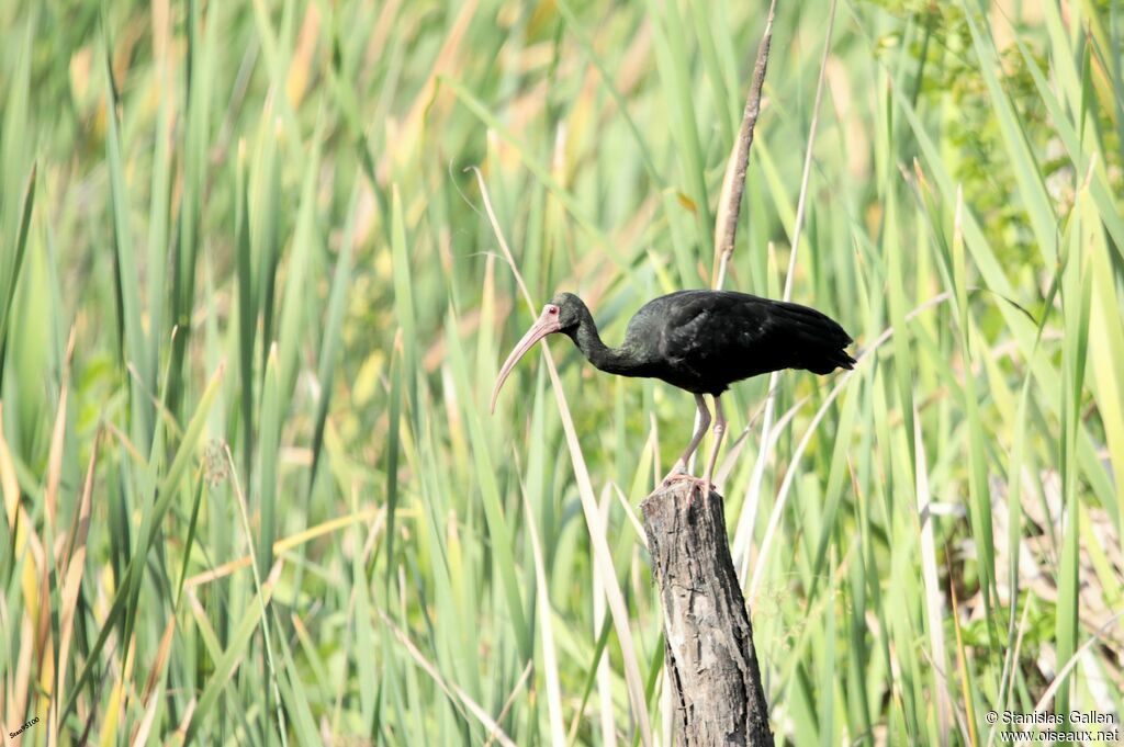 Ibis à face nueadulte