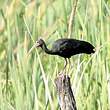 Ibis à face nue