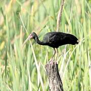 Bare-faced Ibis