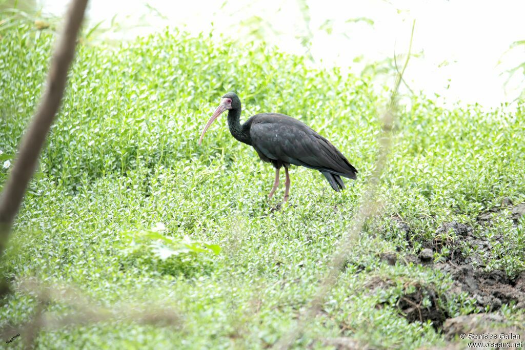 Ibis à face nueadulte