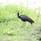Ibis à face nue
