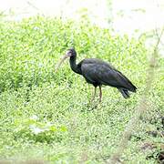 Bare-faced Ibis