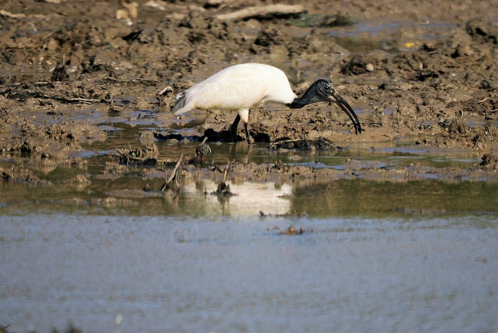 Black-headed Ibisadult, walking, fishing/hunting