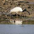 Ibis à tête noire