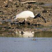 Black-headed Ibis