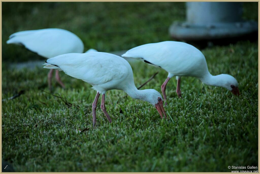 Ibis blancadulte, mange