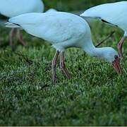 Ibis blanc