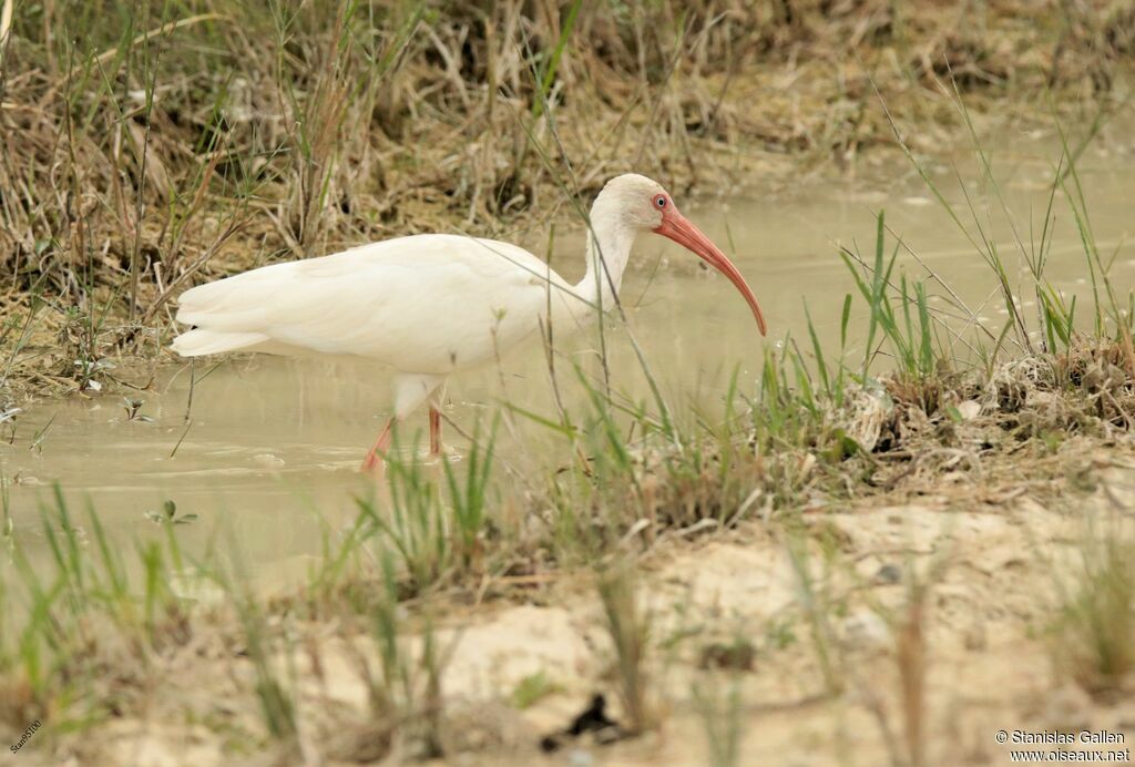 Ibis blancadulte, marche