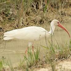 Ibis blanc