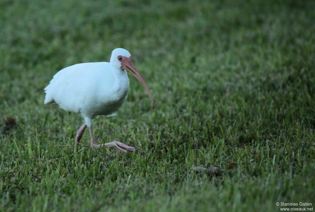 Ibis blancadulte