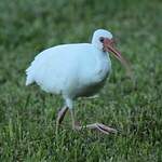 Ibis blanc