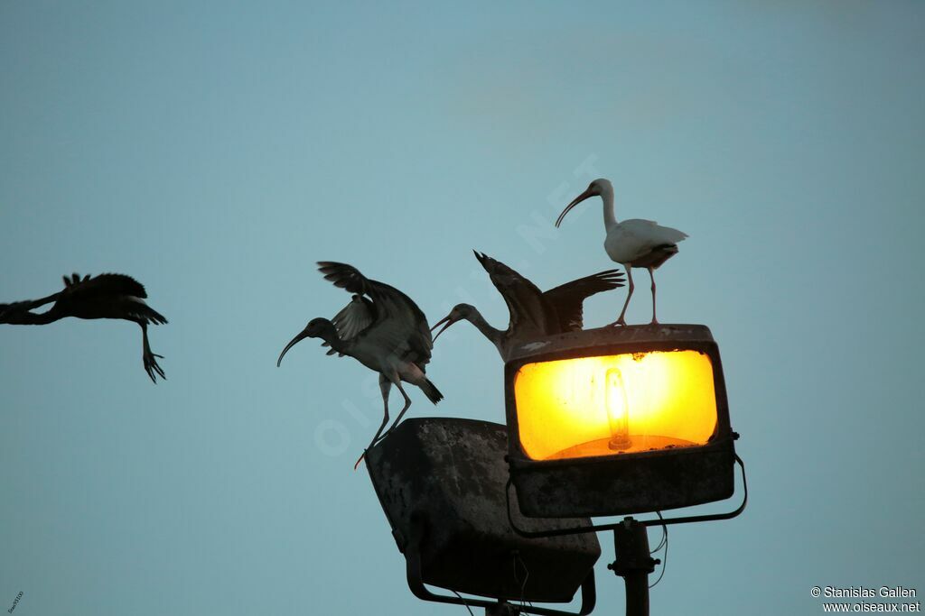 American White Ibisadult