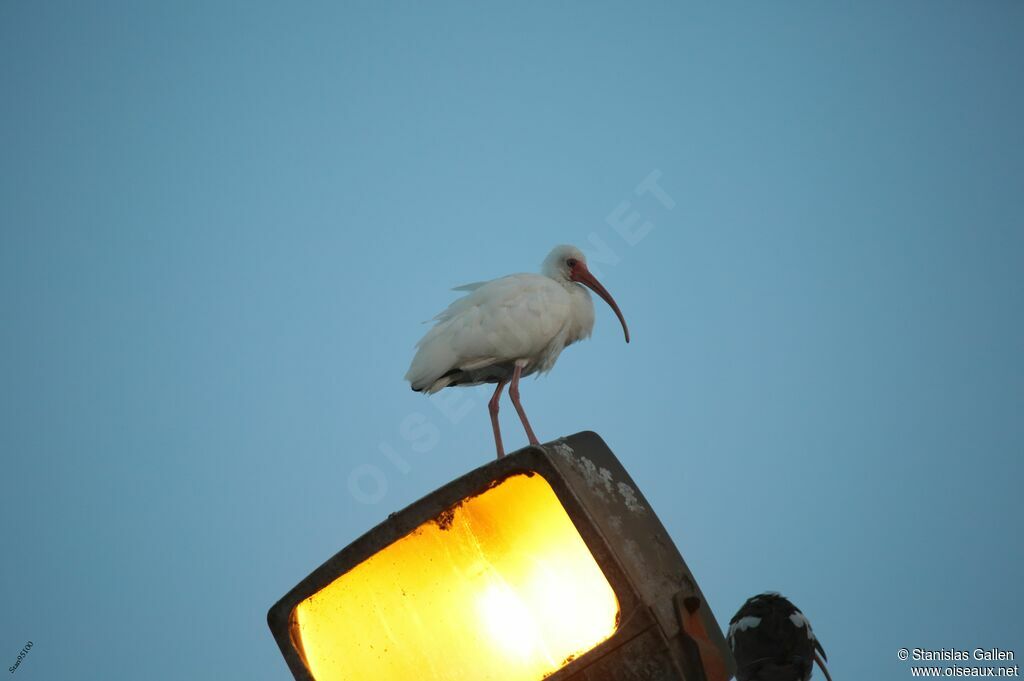 Ibis blancadulte