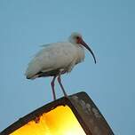 Ibis blanc