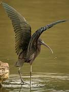 Glossy Ibis