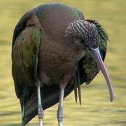 Glossy Ibis