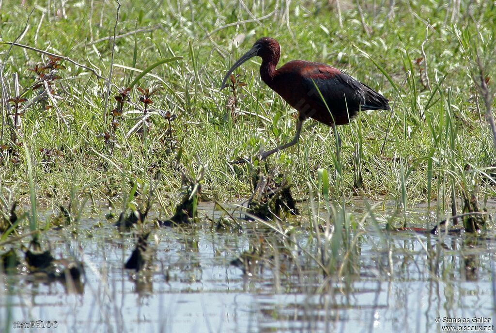 Ibis falcinelleadulte nuptial