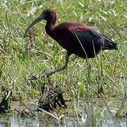 Glossy Ibis