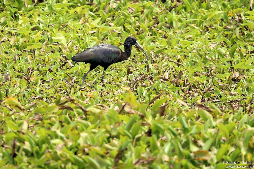 Ibis falcinelleadulte, pêche/chasse