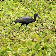 Glossy Ibis