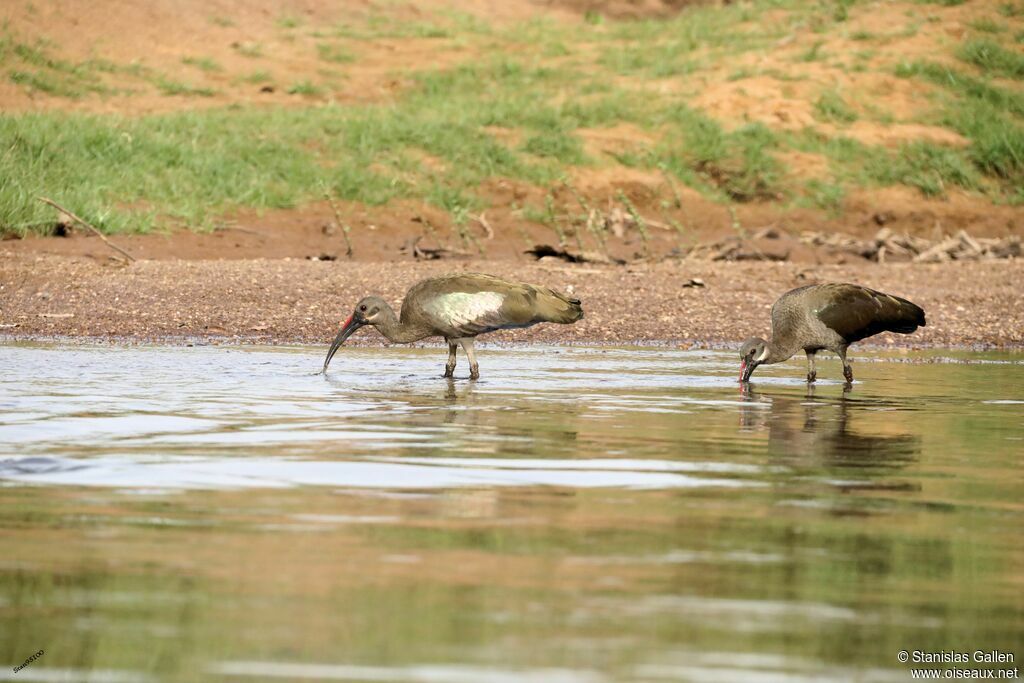 Ibis hagedashadulte, pêche/chasse