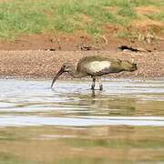 Hadada Ibis