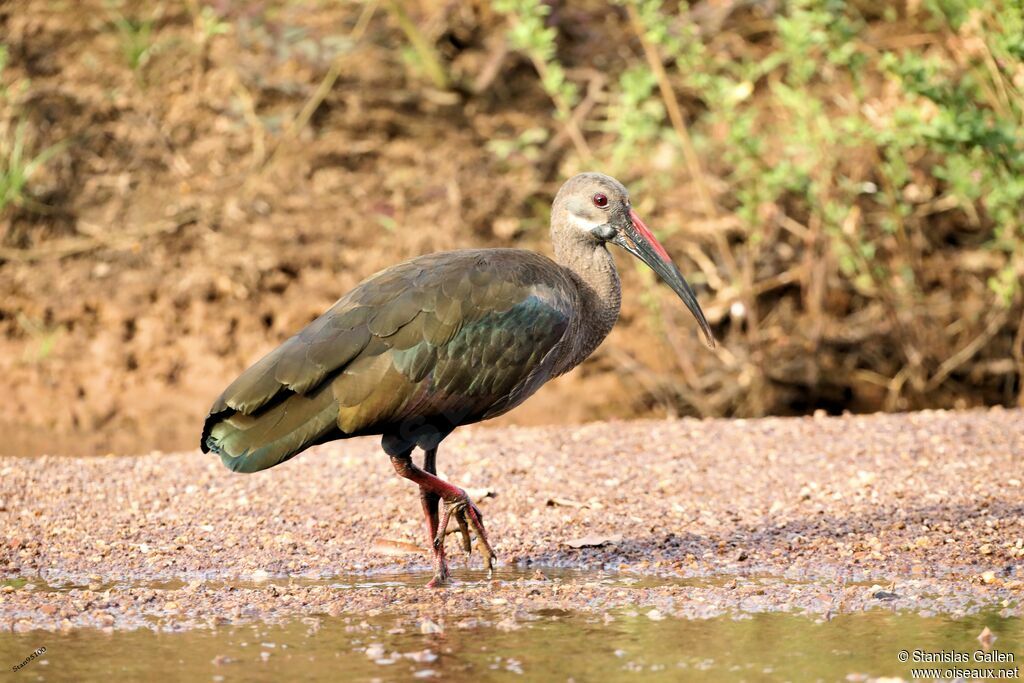 Ibis hagedashadulte, marche