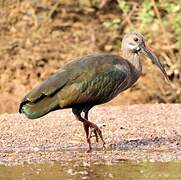 Hadada Ibis