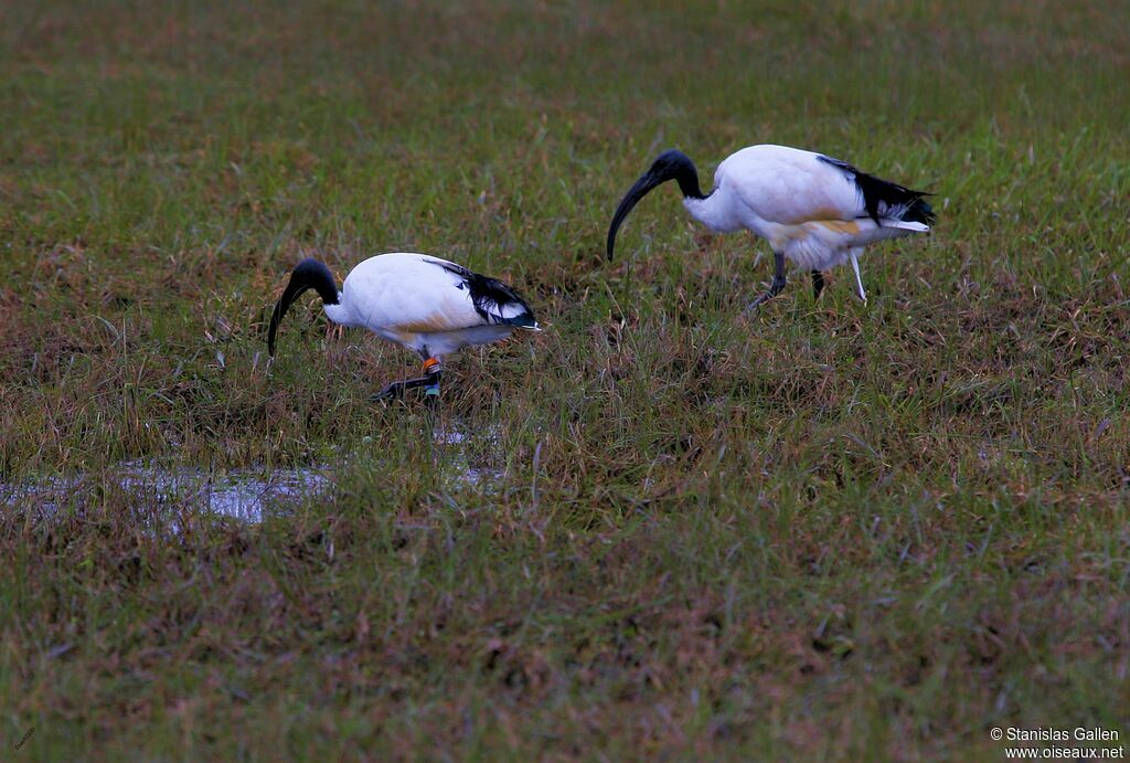 Ibis sacréadulte nuptial, marche