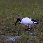 African Sacred Ibis