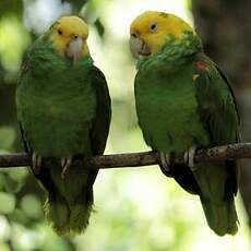 Amazone à tête jaune