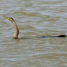 Anhinga d'Afrique