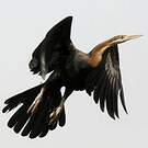 Anhinga d'Afrique