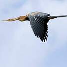 Anhinga d'Afrique