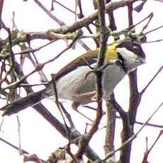 Apalis à calotte noire