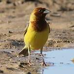 Bruant à tête rousse