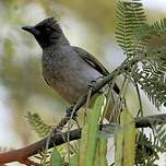 Bulbul des jardins