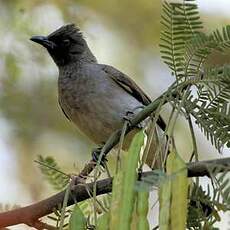 Bulbul des jardins