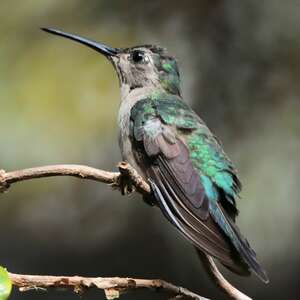 Comment attirer les colibris et les papillons – Série « Fleurs