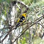 Cardinal à tête jaune